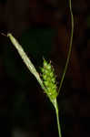 Gohlson's sedge